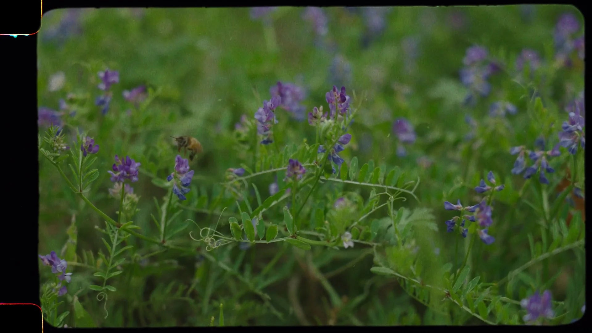 Load video: Grassroots Carbon partners with Shopify Planet’s Decade Plan to offer soil carbon storage solutions, reducing carbon footprints through grassland restoration.